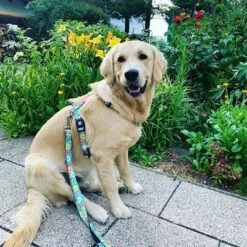 Arnés Max & Molly Donuts Para Perros -Productos Para Mascotas 190296 190297 190396 maxnmolly hg eschirr donuts hs 04 1