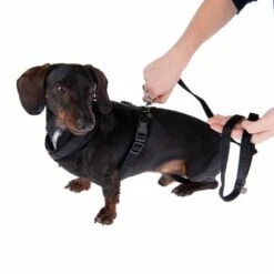 Correa Ajustable Nomad Tales Blush ébano Para Perros -Productos Para Mascotas 1 325401 325396 blush s fg 6960 0