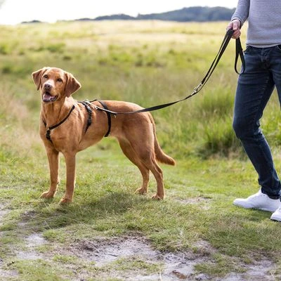 Arnés Trixie Guía Stay Antifugas Para Perros 6 Arnés Trixie Guía Stay Antifugas Para Perros - Imagen 4