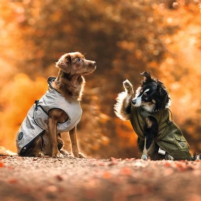 Abrigo HUNTER Uppsala Para Perros - Imagen 16