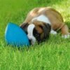 Pelota RunninGegg Para Perros -Productos Para Mascotas 28597 petearth runningegg blau hs 03 8