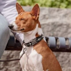 Collar Hurtta Bare Carbón Para Perros -Productos Para Mascotas 291297 291298 288343 291396 hurtta bare halsband coal hs 06 3