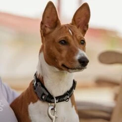 Collar Hurtta Bare Carbón Para Perros -Productos Para Mascotas 291297 291298 288343 291396 hurtta bare halsband coal hs 07 3