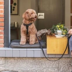 Correa Ajustable Nomad Tales Blush ébano Para Perros -Productos Para Mascotas 325396 325397 nomadtales blush hundeleine ebony hs 02 5