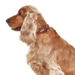 Collar Nomad Tales Blush Vino Para Perros -Productos Para Mascotas 325398 324707 325400 325403 325600 325601 nomad tales blush halsband rose hs 06 8