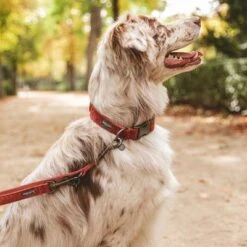 Collar Nomad Tales Blush Vino Para Perros -Productos Para Mascotas 325398 324707 325400 325403 325600 325601 nomad tales blush halsband rose hs 08 9