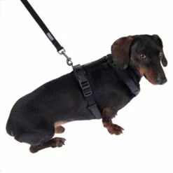 Correa Ajustable Nomad Tales Blush ébano Para Perros -Productos Para Mascotas 325401 325396 blush s fg 6963 9