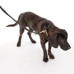 Collar Nomad Tales Calma ébano Para Perros -Productos Para Mascotas 326805 calma l ebony fg 7938 1