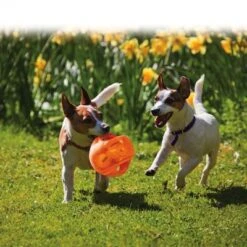 KONG Jumbler Pelota Para Perros -Productos Para Mascotas 439783 kong jumbler im einsatz 1