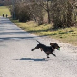 Zapatos Para Perros S & P Boots -Productos Para Mascotas 52149 hundeschuhe xs fg 0890 4
