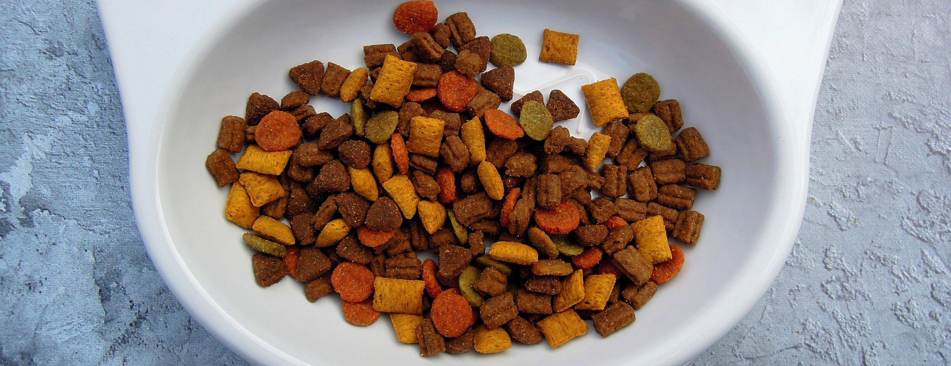 Primera página 3 Primera página -Productos Para Mascotas cat 2170494 1920