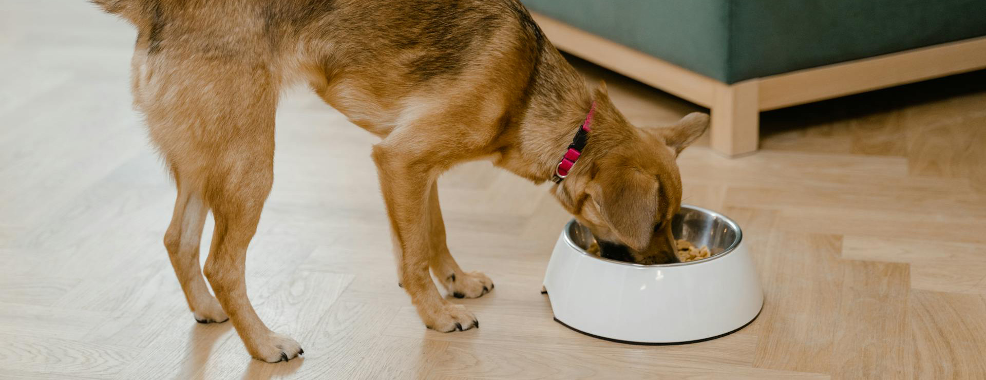 Primera página 1 Primera página -Productos Para Mascotas pexels mart production 8434725